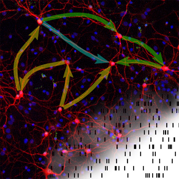How does network structure shape brain activity? : New article in PLoS Computational Biology relates correlations in the activity of nerve cells to the detailed structure of the underlying network