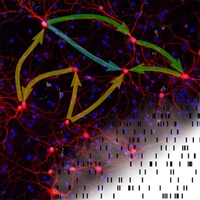 How does network structure shape brain activity? : New article in PLoS Computational Biology relates correlations in the activity of nerve cells to the detailed structure of the underlying network