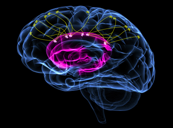 Divide and compute: Scientists find explanation for special wiring structure between two brain regions