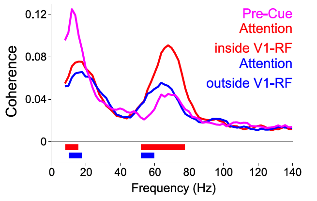 Stimuli are selected through selective synchronization: An article in the journal NEURON demonstrates how selective synchronization between brain areas can modulate the effective connectivity between them. 