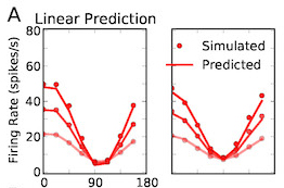 Networks for vision: Theoretical study casts light on mechanisms of stimulus selectivity in the visual brain