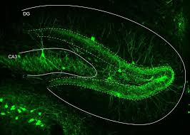 New Survey: Rhythm of Memory – Inhibited neurons set the tempo for memory processes