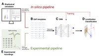 Taking an electrical fingerprint of nerve cells