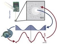 Synthetic brain rhythms | Scientists used optogenetic stimulation to induce slow brain rhythms in vivo