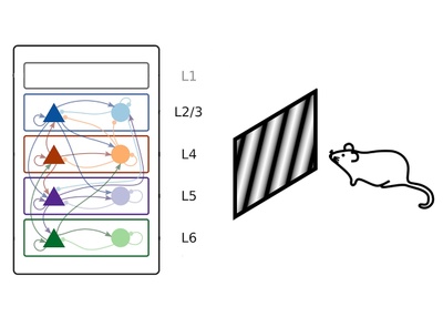 Disentangling the complex signal flow in layered networks of neocortex
