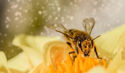 Undiscovered compounds, bee navigation