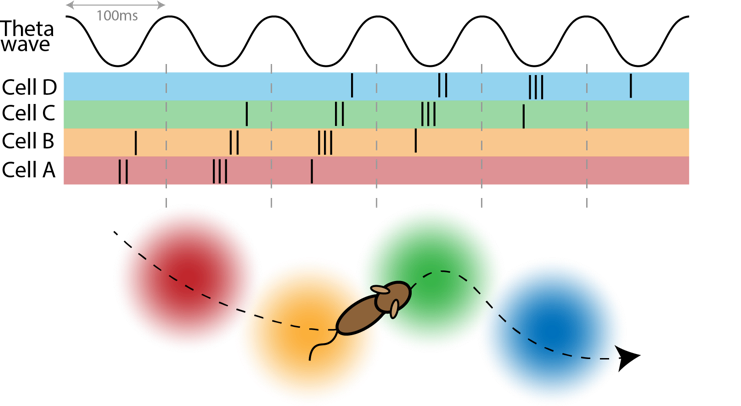 Directionality revealed in hippocampal theta sequences