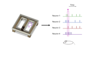 Low rate hippocampal delay period activity encodes behavioral experience